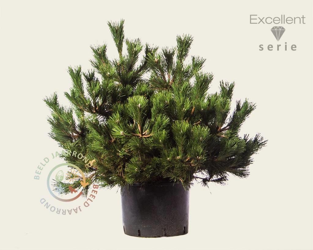 Pinus thunbergii 'Maijima' 080/100 - Excellent
