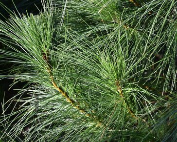 Pinus wallichiana 125/150 - Excellent