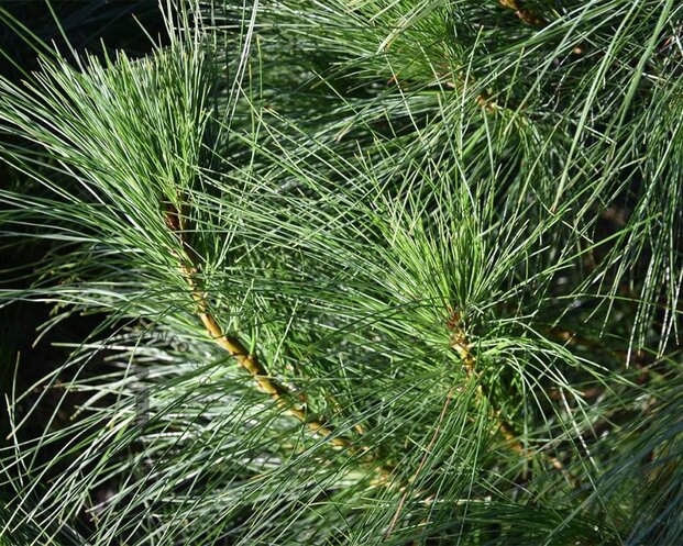 Pinus wallichiana 125/150 - Excellent