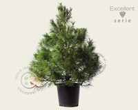 Pinus wallichiana 125/150 - Excellent