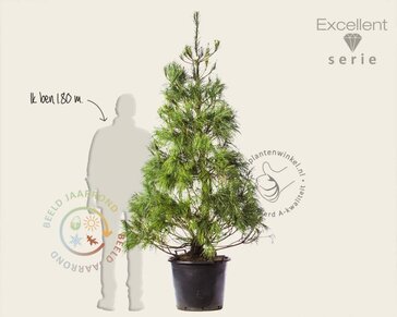 Pinus wallichiana 175/200 - Excellent