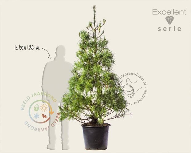 Pinus wallichiana 175/200 - Excellent