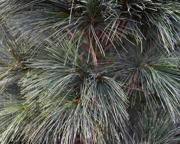 Pinus wallichiana 'Densa' 125/150 - Excellent