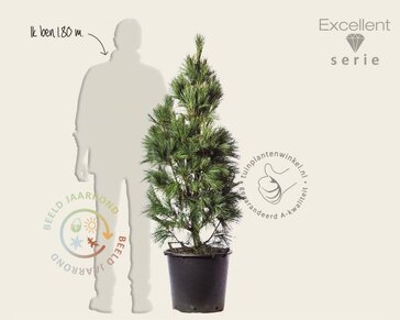 Pinus wallichiana 'Densa' 125/150 - Excellent