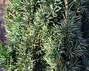 Taxus baccata 'Fastigiata Robusta' - Excellent