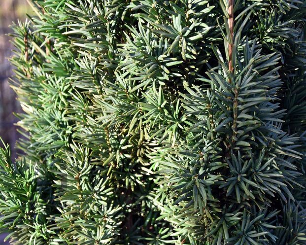 Taxus baccata 'Fastigiata Robusta' - Excellent