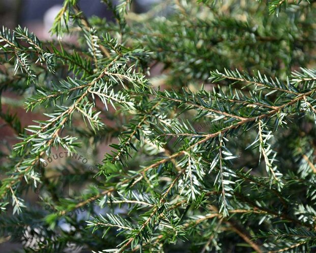 Tsuga canadensis 125/150 - Excellent
