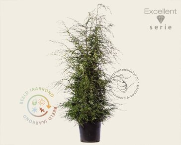 Tsuga canadensis 150/175- Excellent