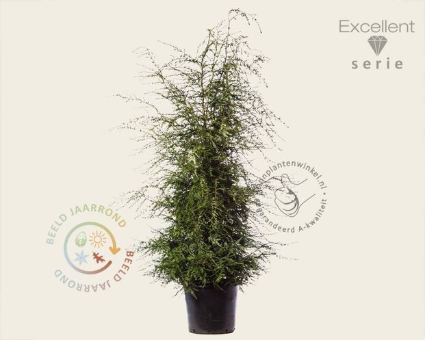Tsuga canadensis 150/175- Excellent