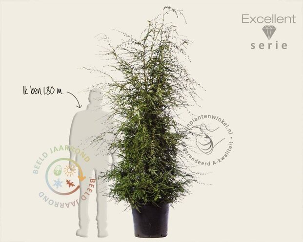 Tsuga canadensis 150/175- Excellent