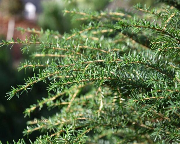 Tsuga heterophylla 200/250 - Excellent