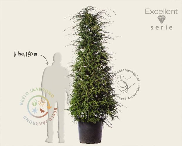 Tsuga heterophylla 200/250 - Excellent
