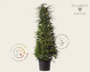 Tsuga heterophylla 200/250 - Excellent