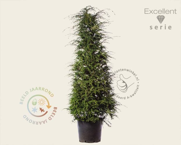 Tsuga heterophylla 200/250 - Excellent