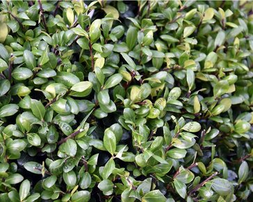 Ilex crenata 'Hetzii' bol 50 cm - Excellent