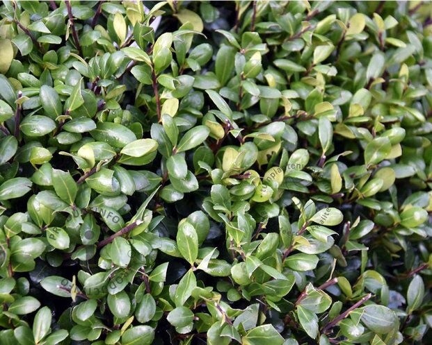Ilex crenata 'Hetzii' bol 50 cm - Excellent