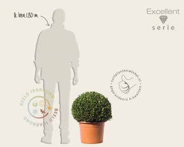 Ilex crenata 'Hetzii' bol 50 cm - Excellent