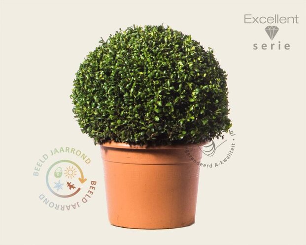 Ilex crenata 'Hetzii' bol 50 cm - Excellent