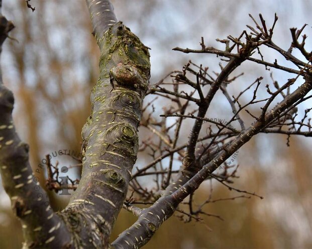 Nothofagus antarctica - bonsai - Excellent