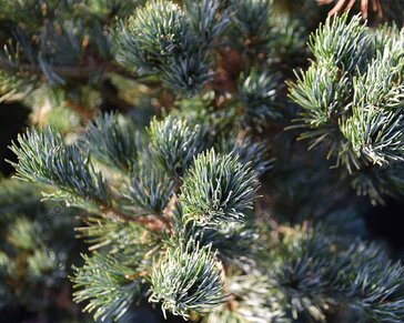 Pinus parviflora 'Ryu-ju' - bonsai - Excellent