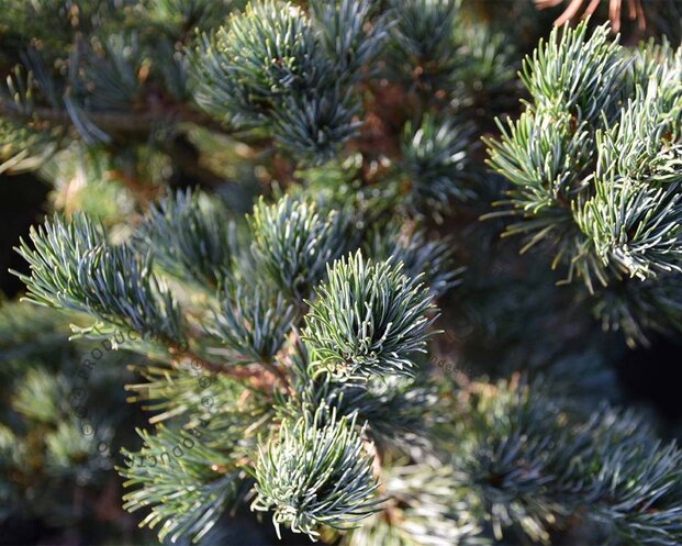Pinus parviflora 'Ryu-ju' - bonsai - Excellent
