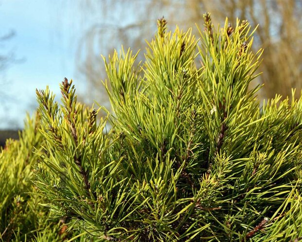 Pinus virginiana 'Water Gold' - bonsai - Excellent