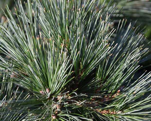Pinus strobus 'Secrest' - bonsai - Excellent