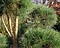 Pinus sylvestris - bonsai - Excellent