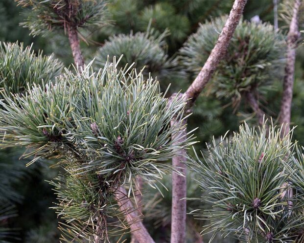 Pinus sylvestris 'Watereri' - bonsai - Excellent