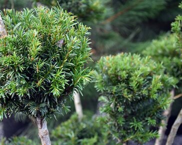 Taxus baccata 'Groenland' - bonsai - Excellent