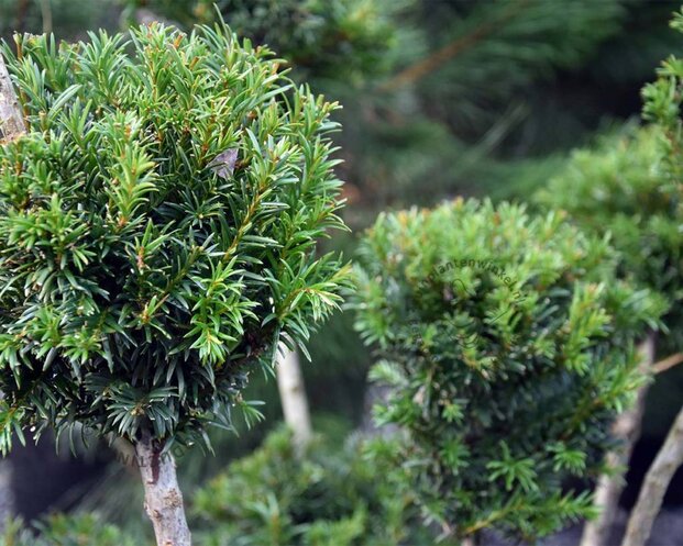 Taxus baccata 'Groenland' - bonsai - Excellent