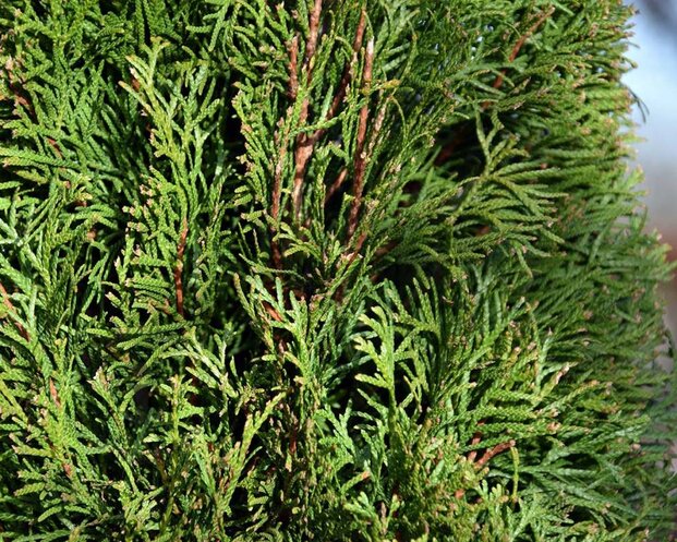 Thuja occidentalis 'Smaragd' 200/225 - Excellent