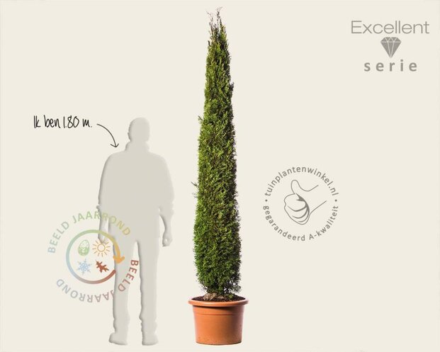Thuja occidentalis 'Smaragd' 200/225 - Excellent