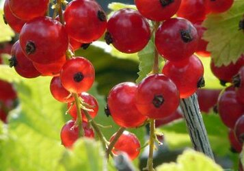 Kleinfruit in uw tuin