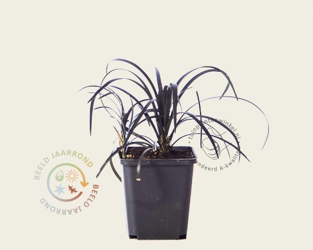 Ophiopogon planiscapus 'Niger'