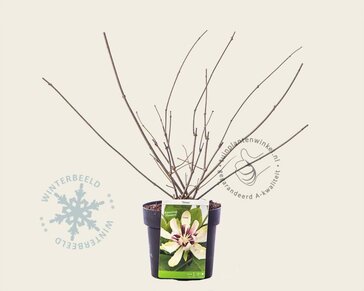 Calycanthus 'Venus'