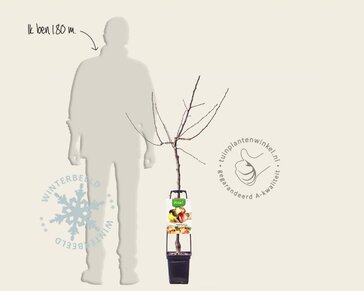 Malus domestica 'Familieboom'
