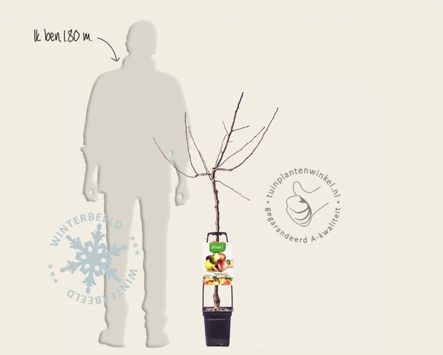 Malus domestica 'Familieboom'