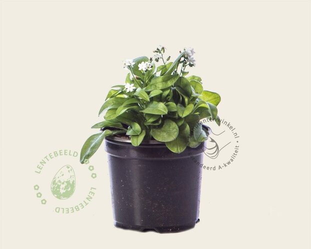 Alleen in winkel Myosotis arvensis 'Alba'