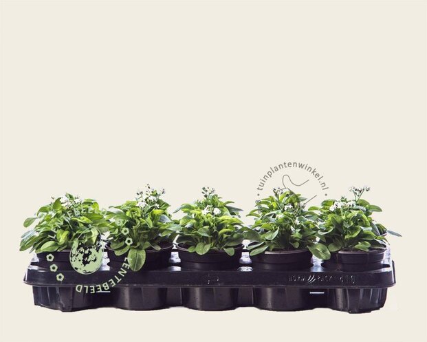 Alleen in winkel Myosotis arvensis 'Alba'