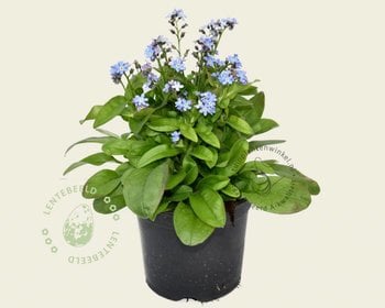 Myosotis arvensis