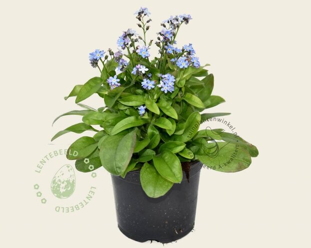 Alleen in winkel Myosotis arvensis
