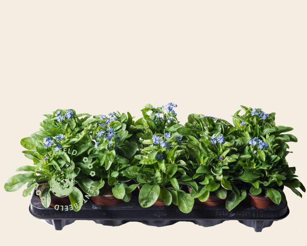 Alleen in winkel Myosotis arvensis
