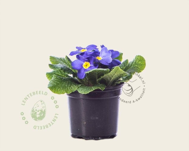 Alleen in winkel Primula acaulis 'Blauw met geel oog'