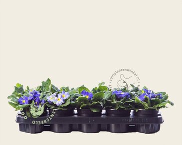Alleen in winkel Primula acaulis 'Blauw met geel oog'
