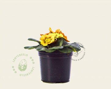 Alleen in winkel Primula acaulis 'Geel'