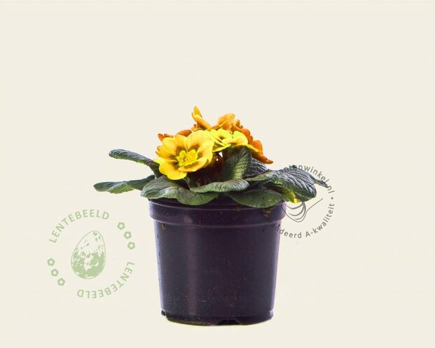 Alleen in winkel Primula acaulis 'Geel'