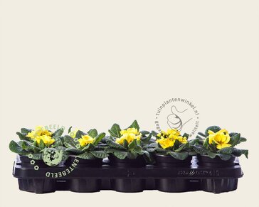 Alleen in winkel Primula acaulis 'Geel'