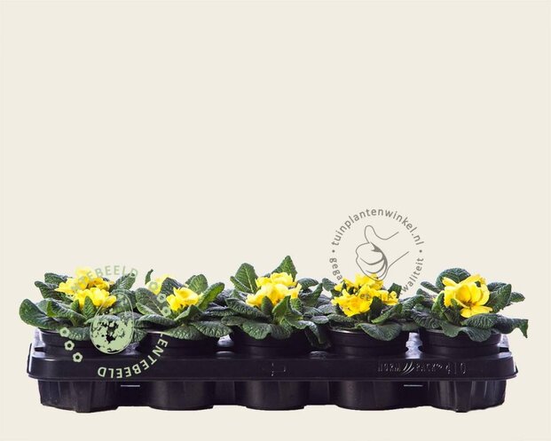 Alleen in winkel Primula acaulis 'Geel'
