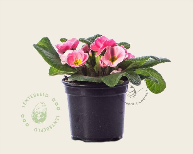 Alleen in winkel Primula acaulis 'Roze met geel oog'
